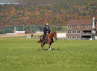 American Quarter Horse, Ruin, 4 Jaar, Roodvos