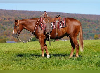 American Quarter Horse, Ruin, 4 Jaar, Roodvos