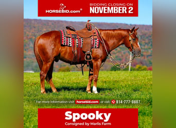American Quarter Horse, Ruin, 4 Jaar, Roodvos