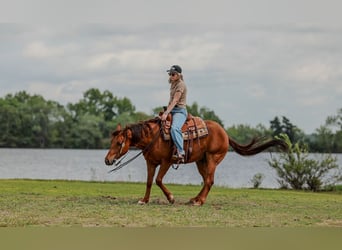 American Quarter Horse, Ruin, 4 Jaar, Roodvos