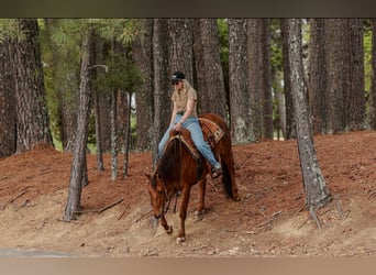 American Quarter Horse, Ruin, 4 Jaar, Roodvos