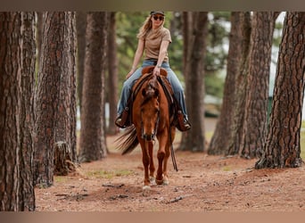 American Quarter Horse, Ruin, 4 Jaar, Roodvos