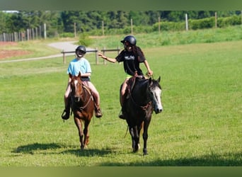 American Quarter Horse, Ruin, 4 Jaar, Roodvos