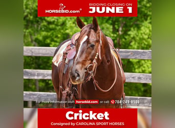 American Quarter Horse, Ruin, 4 Jaar, Roodvos