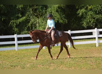 American Quarter Horse, Ruin, 4 Jaar, Roodvos