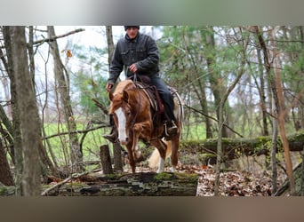 American Quarter Horse Mix, Ruin, 4 Jaar, Roodvos