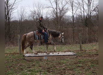 American Quarter Horse, Ruin, 4 Jaar, Schimmel