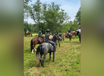 American Quarter Horse, Ruin, 4 Jaar, Schimmel