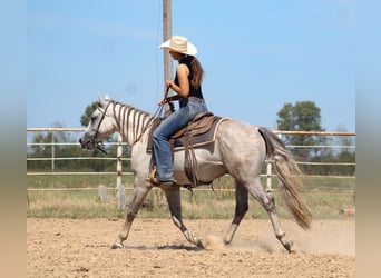 American Quarter Horse, Ruin, 4 Jaar, Schimmel