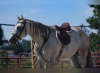 American Quarter Horse, Ruin, 4 Jaar, Schimmel