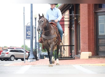 American Quarter Horse, Ruin, 4 Jaar, Schimmel