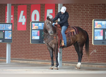 American Quarter Horse, Ruin, 4 Jaar, Schimmel