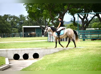 American Quarter Horse, Ruin, 4 Jaar, Schimmel