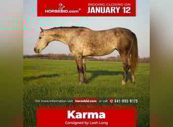 American Quarter Horse, Ruin, 4 Jaar, Schimmel