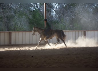 American Quarter Horse, Ruin, 4 Jaar, Schimmel