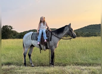 American Quarter Horse, Ruin, 4 Jaar, Schimmel