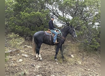 American Quarter Horse, Ruin, 4 Jaar, Schimmel