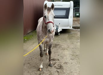 American Quarter Horse, Ruin, 4 Jaar, Schimmel