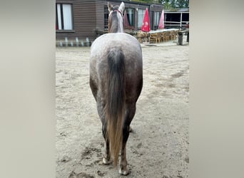 American Quarter Horse, Ruin, 4 Jaar, Schimmel