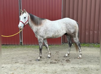 American Quarter Horse, Ruin, 4 Jaar, Schimmel