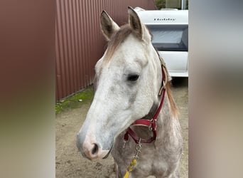 American Quarter Horse, Ruin, 4 Jaar, Schimmel