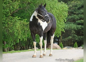 American Quarter Horse, Ruin, 4 Jaar, Tobiano-alle-kleuren