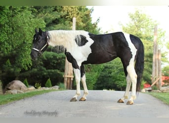 American Quarter Horse, Ruin, 4 Jaar, Tobiano-alle-kleuren