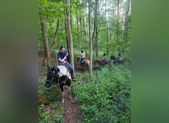 American Quarter Horse, Ruin, 4 Jaar, Tobiano-alle-kleuren