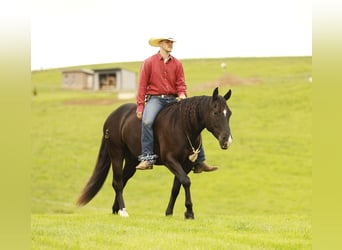 American Quarter Horse, Ruin, 4 Jaar, Zwart