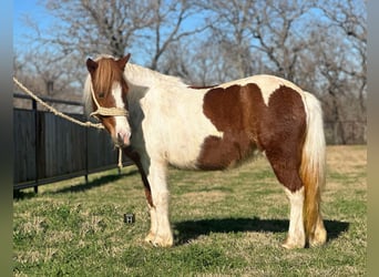 American Quarter Horse, Ruin, 5 Jaar, 107 cm, Tobiano-alle-kleuren