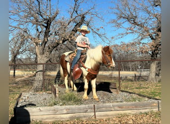 American Quarter Horse, Ruin, 5 Jaar, 107 cm, Tobiano-alle-kleuren