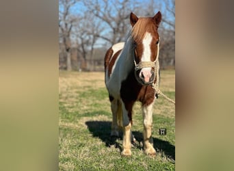 American Quarter Horse, Ruin, 5 Jaar, 107 cm, Tobiano-alle-kleuren