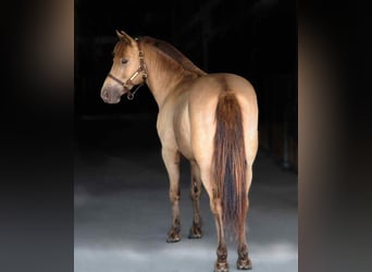 American Quarter Horse, Ruin, 5 Jaar, 124 cm, Champagne