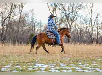 American Quarter Horse, Ruin, 5 Jaar, 130 cm, Roodbruin