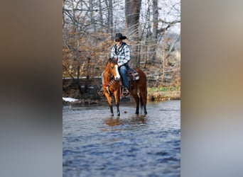 American Quarter Horse, Ruin, 5 Jaar, 130 cm, Roodbruin