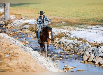 American Quarter Horse, Ruin, 5 Jaar, 130 cm, Roodbruin