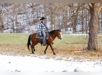 American Quarter Horse, Ruin, 5 Jaar, 130 cm, Roodbruin