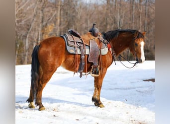 American Quarter Horse, Ruin, 5 Jaar, 130 cm, Roodbruin