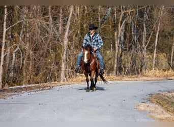 American Quarter Horse, Ruin, 5 Jaar, 130 cm, Roodbruin