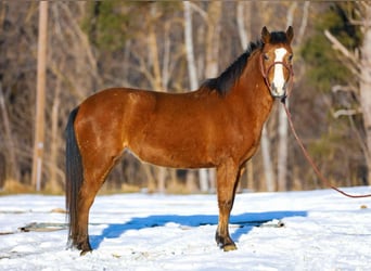 American Quarter Horse, Ruin, 5 Jaar, 130 cm, Roodbruin