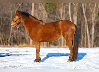 American Quarter Horse, Ruin, 5 Jaar, 130 cm, Roodbruin