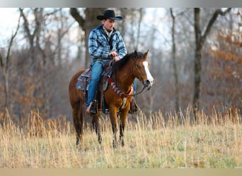 American Quarter Horse, Ruin, 5 Jaar, 130 cm, Roodbruin