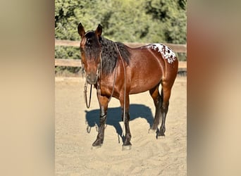 American Quarter Horse, Wallach, 5 Jahre, 137 cm, Rotbrauner