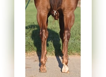 American Quarter Horse, Ruin, 5 Jaar, 140 cm, Donkere-vos