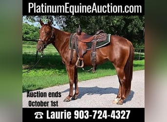 American Quarter Horse, Ruin, 5 Jaar, 140 cm, Donkere-vos