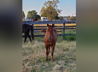 American Quarter Horse, Ruin, 5 Jaar, 140 cm, Donkere-vos