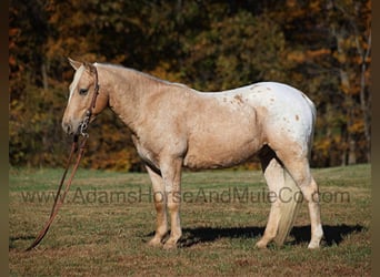 American Quarter Horse, Ruin, 5 Jaar, 140 cm, Palomino