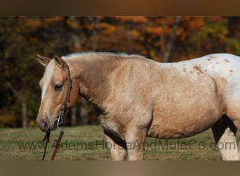 American Quarter Horse, Ruin, 5 Jaar, 140 cm, Palomino