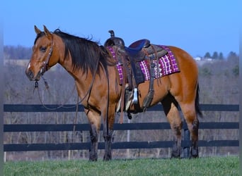 American Quarter Horse, Ruin, 5 Jaar, 142 cm, Falbe