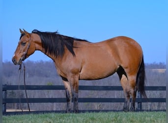 American Quarter Horse, Ruin, 5 Jaar, 142 cm, Falbe